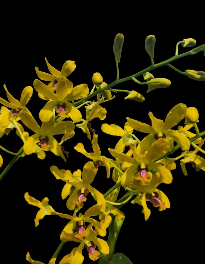 Dendro nắng pensoda hoa thơm có màu vàng rực